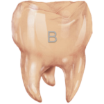 PODBARWIACZ_COLOURANT_B-150x150.png